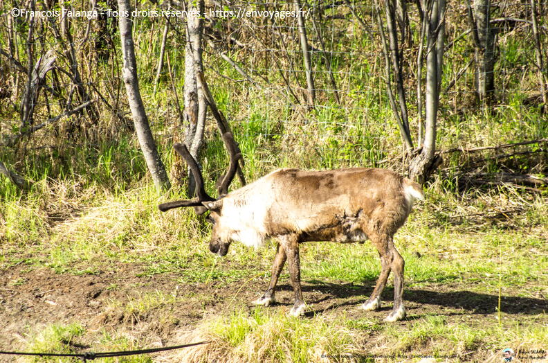 Fsai180523_06-Fairbanks-ChenaRiver.jpg