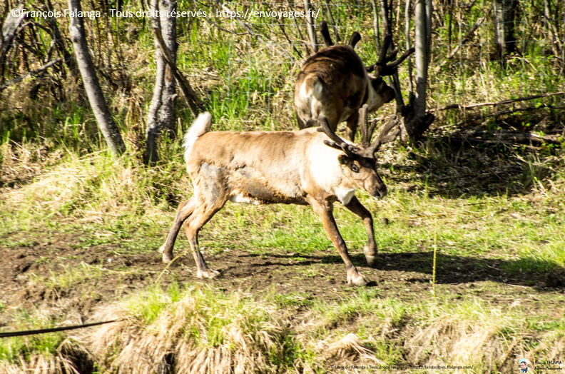 Fsai180523_11-Fairbanks-ChenaRiver.jpg