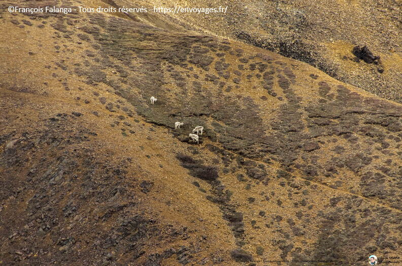 Fsai180524_111-Denali-TolkaTour.jpg