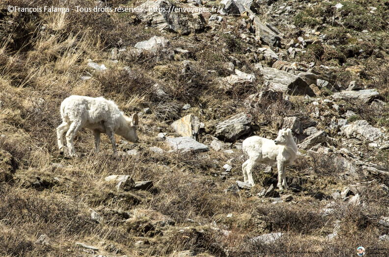 Fsai180525_21-Denali-SavageRiver.jpg