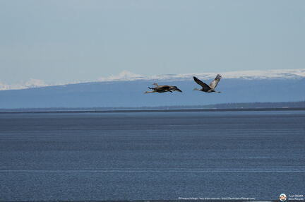 VOYAGE ALASKA 2018