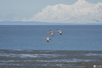VOYAGE ALASKA 2018