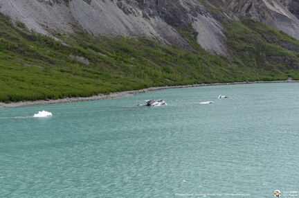 VOYAGE ALASKA 2018