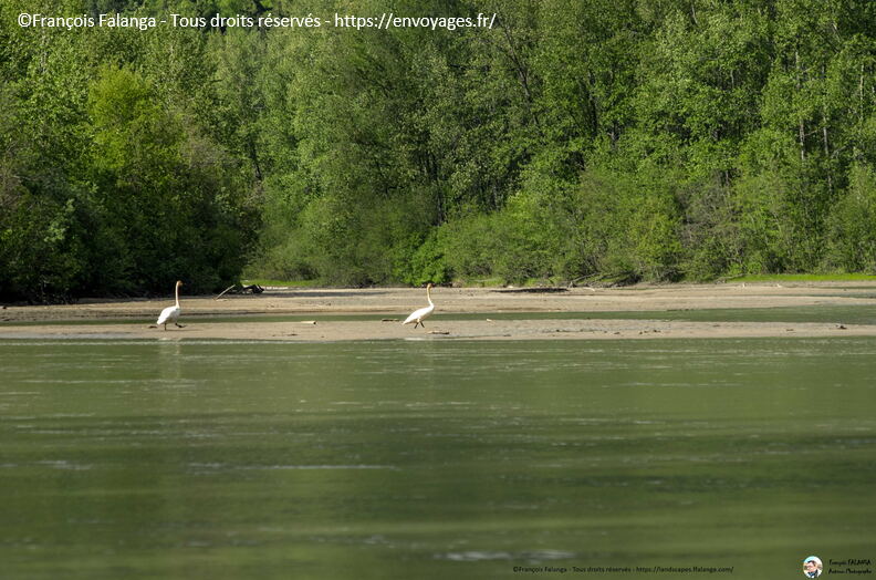 Fsai180530_012-Haines-ChilkatRiver.jpg