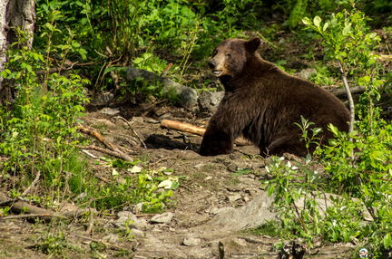 VOYAGE ALASKA 2018