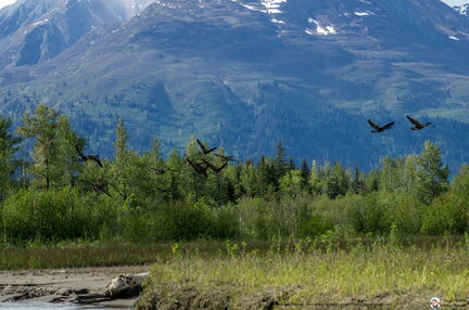 VOYAGE ALASKA 2018