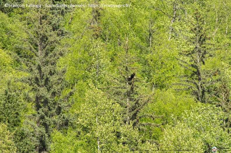 Fsai180530_105-Haines-ChilkatRiver.jpg