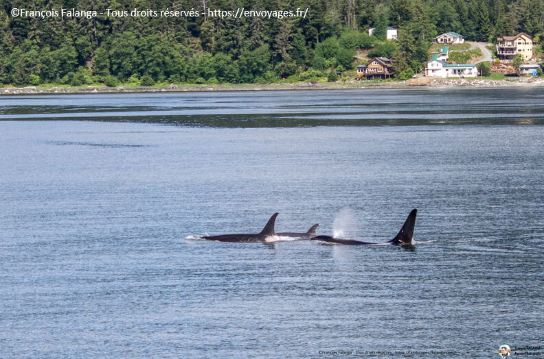 Fsai180531_008-Juneau-WhaleQuest.jpg