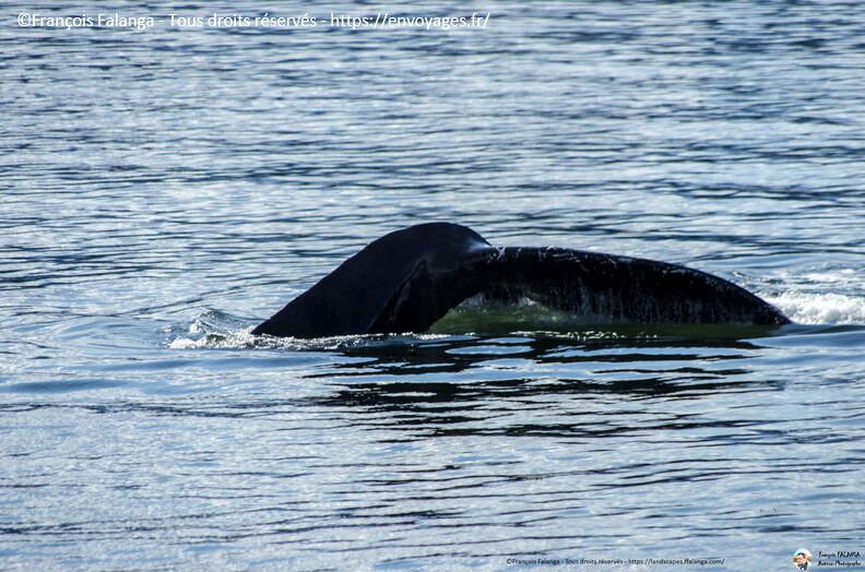Fsai180531_082-Juneau-WhaleQuest.jpg