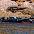 QUEBEC 2015 - Ile Bonaventure