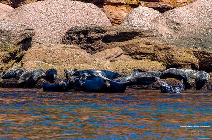 QUEBEC 2015 - Ile Bonaventure