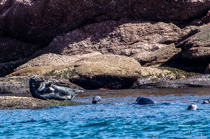 QUEBEC 2015 - Ile Bonaventure