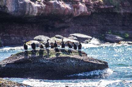 QUEBEC 2015 - Ile Bonaventure