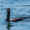 QUEBEC 2015 - Ile Bonaventure