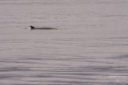 QUEBEC 2015 - Tadoussac sortie baleines
