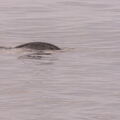 QUEBEC 2015 - Tadoussac sortie baleines