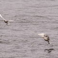 QUEBEC 2015 - Tadoussac sortie baleines