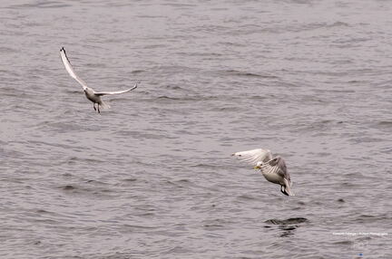 QUEBEC 2015 - Tadoussac sortie baleines