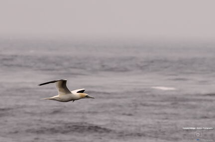 QUEBEC 2015 - Tadoussac sortie baleines