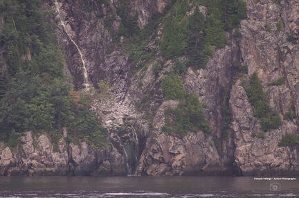 QUEBEC 2015 - Tadoussac sortie baleines
