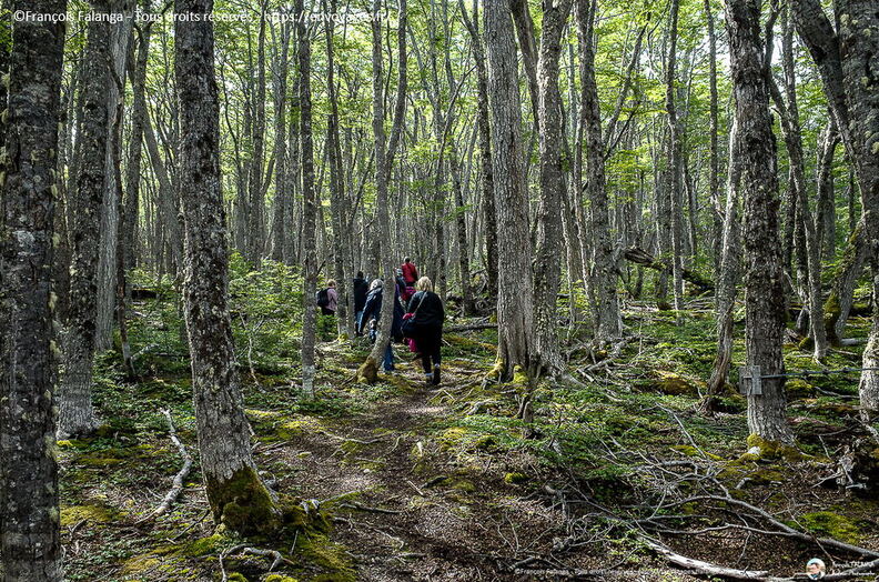 Fsai161214_063-Argentine-Ushuaia.jpg
