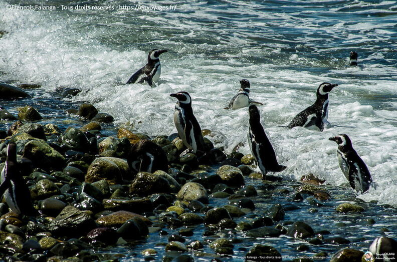 Fsai161213_Chili-Punta_Arenas-Ile_Magdalenat_19.jpg