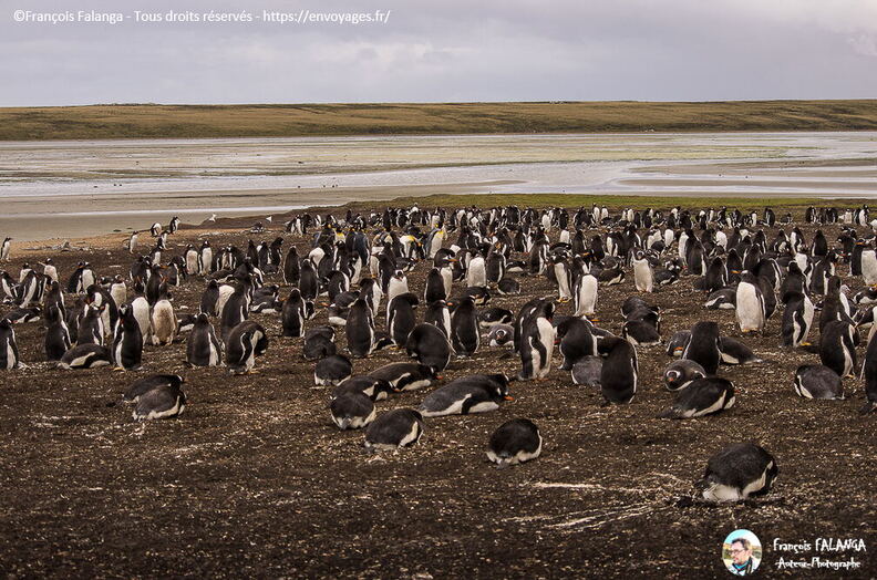 Fsai161211_067-UK-Falkland-Manchots.jpg