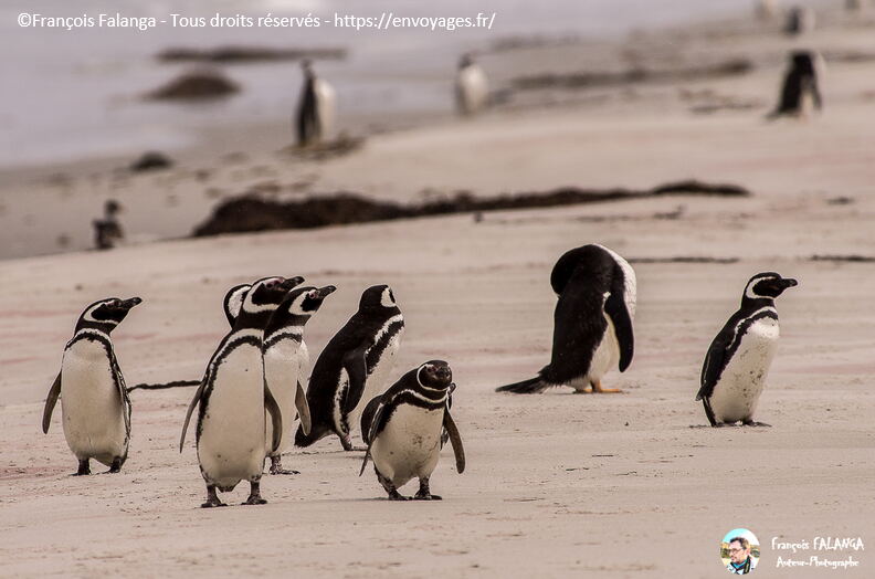 Fsai161211_151-UK-Falkland-Manchots.jpg
