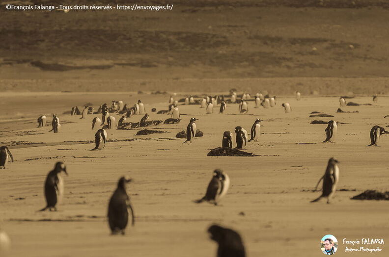 Fsai161211_165-UK-Falkland-Manchots.jpg