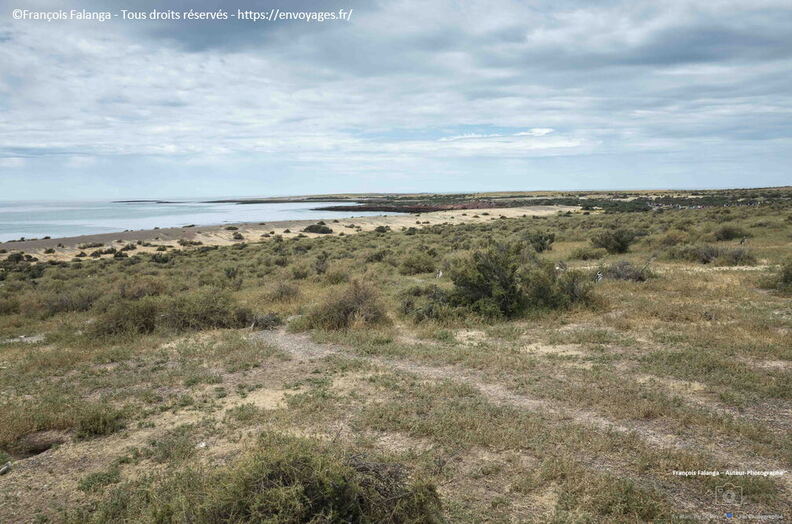 Fsai221225_Argentine-Punta_Tombo_17.jpg