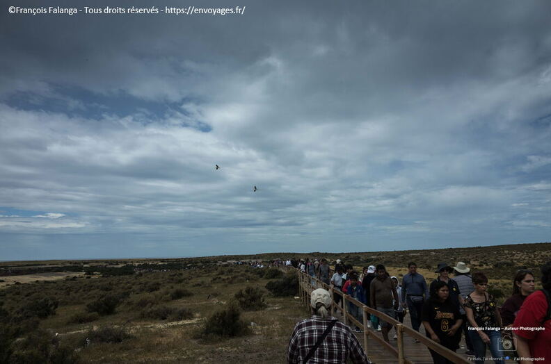 Fsai221225_Argentine-Punta_Tombo_18.jpg