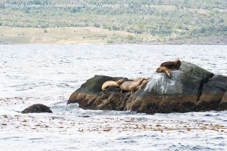 Fsai230104_Argentine-Ushuaia_087.jpg