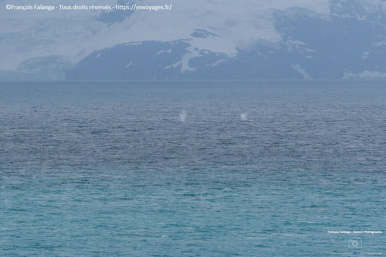 Fsai221228_Antartique-ile-elephant_036.jpg