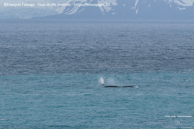 Fsai221228_Antartique-ile-elephant_048.jpg