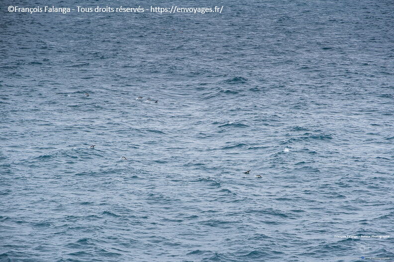 Fsai221229_Antartique-Baie-Espoire_20.jpg