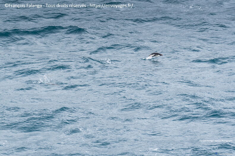Fsai221229_Antartique-Baie-Espoire_50.jpg