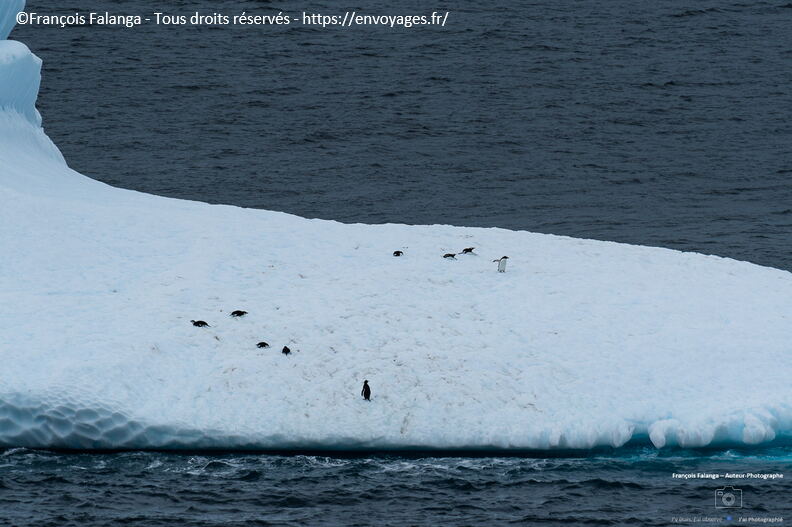 Fsai221230_Antarctique-Ile-Curville_124.jpg