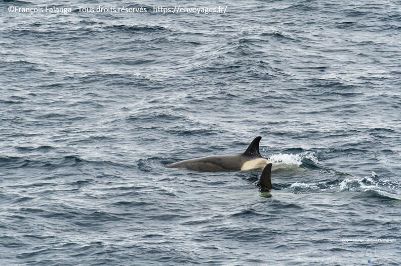 Fsai221230_Antarctique-Ile-Curville_170.jpg