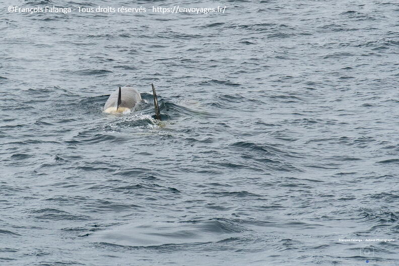 Fsai221230_Antarctique-Ile-Curville_171.jpg