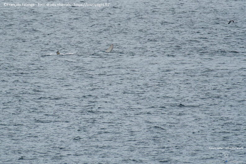 Fsai221230_Antarctique-Ile-Curville_174.jpg