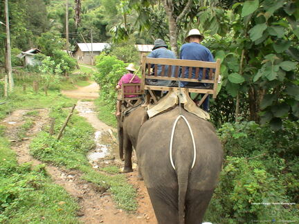 Fsai080709 Laos-Luang Prabang-Elephants 10
