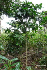 Fsai080711 Laos-Pakse-Boloven-The 04