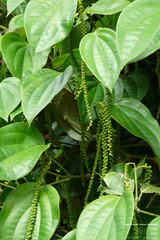 Fsai080711 Laos-Pakse-Boloven-The 07