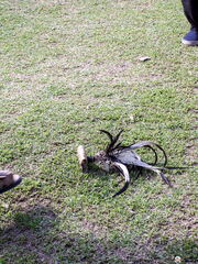 MALAISIE 2006 - Kota Bharu