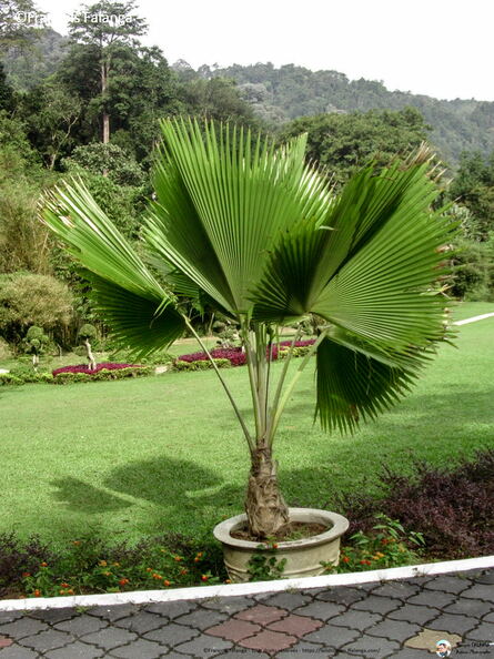 Fsai060715_Malaisie-Penang-jardin_Botanique_05.jpg