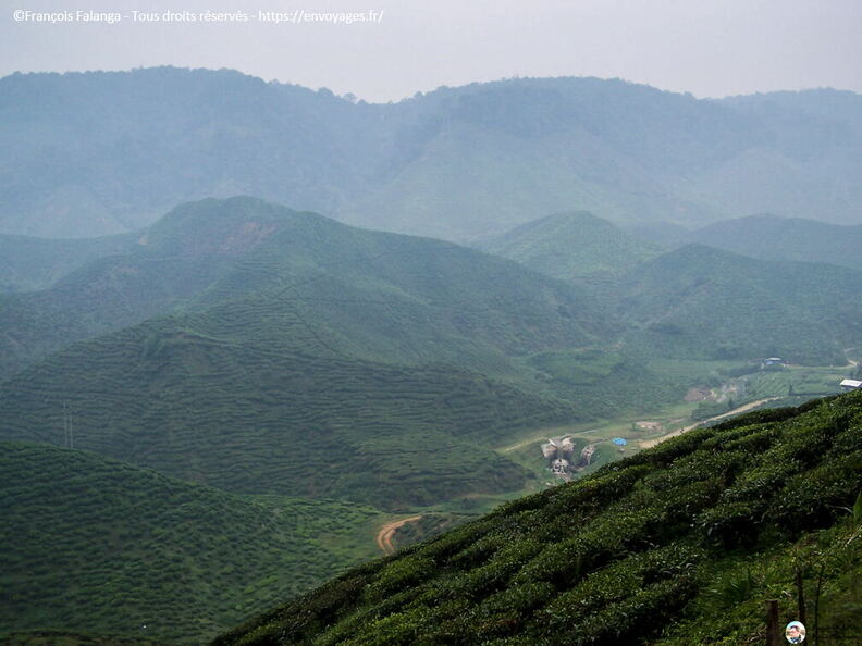 Fsai060718_Malaisie-Cameron_Highlands_030.jpg