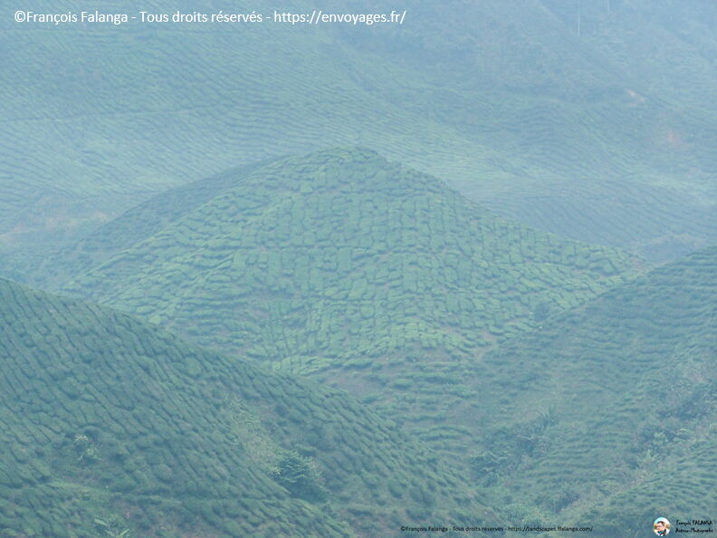 Fsai060718_Malaisie-Cameron_Highlands_032.jpg