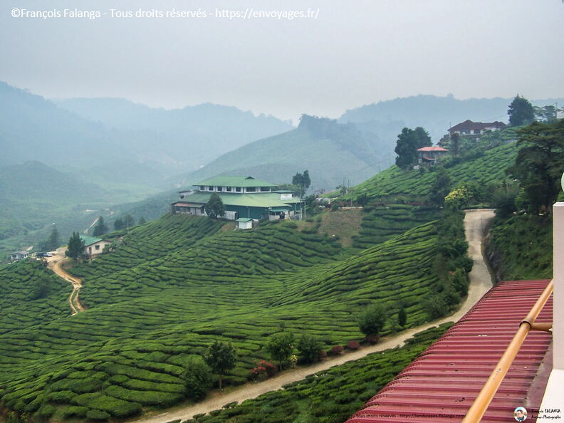 Fsai060718_Malaisie-Cameron_Highlands_034.jpg