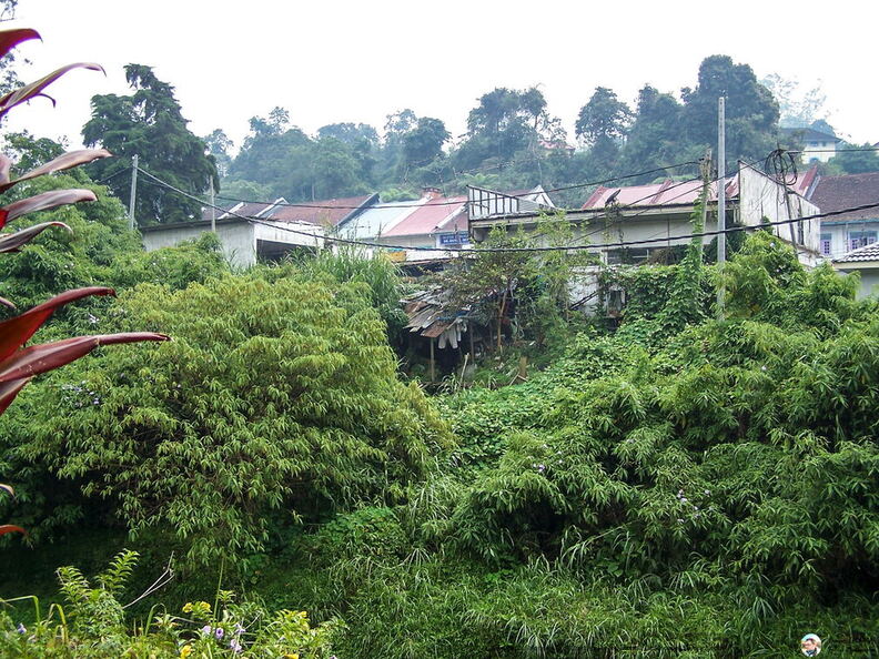 Fsai060718_Malaisie-Cameron_Highlands_048.jpg