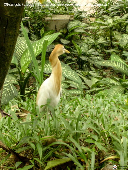 Fsai060719_Malaisie-KL-Parc_Oiseaux_45.jpg